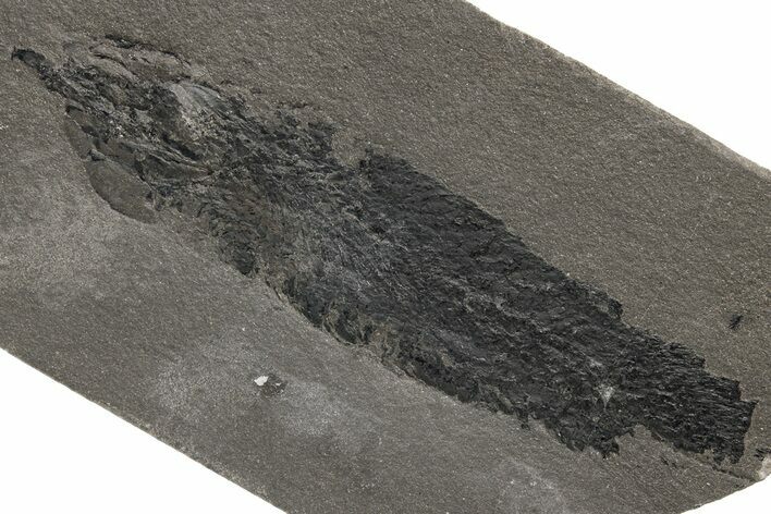Early Devonian Lung Fish (Pentlandia) Fossil - Scotland #217960